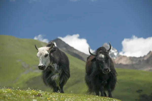 Yak Grazed Green Pasture Blue Sky White Cloud — Stock Photo, Image