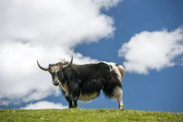 在蓝天和白云下的绿色牧场上 牦牛被放牧 图库照片