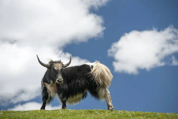 Yak Geweid Een Groene Weide Onder Blauwe Hemel Witte Wolk Rechtenvrije Stockfoto's