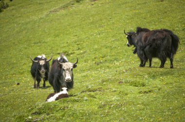 yak beyaz bulut ve mavi gökyüzü altında Yeşil Mera üzerinde sıyrılmak.