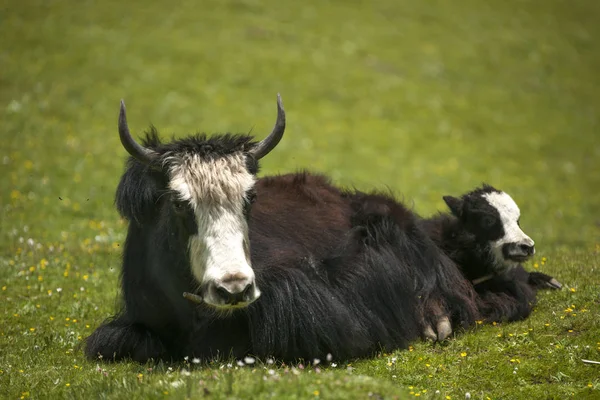 Der Yak Weidet Auf Einer Grünen Weide Unter Blauem Himmel Stockbild