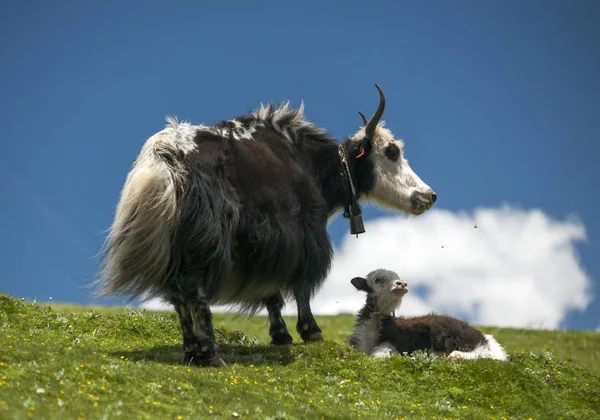 在蓝天和白云下的绿色牧场上 牦牛被放牧 免版税图库图片
