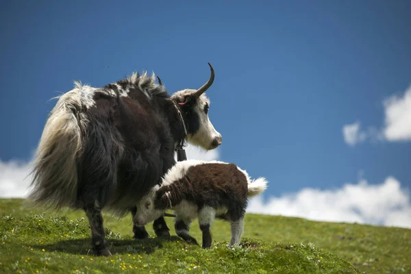 Der Yak Weidet Auf Einer Grünen Weide Unter Blauem Himmel lizenzfreie Stockfotos