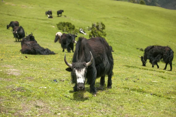 Yak Pastado Pasto Verde Bajo Cielo Azul Nube Blanca Imagen De Stock