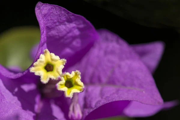 Apertura Flores Color Buganvilla Bajo Sol —  Fotos de Stock