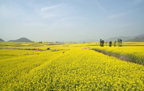 阳光下的油菜花粉场 图库照片