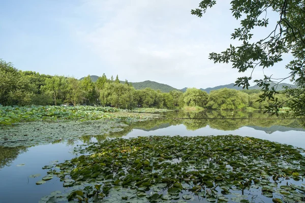 美丽的湿地景观 绿色的板块和湿地 蓝天白云 — 图库照片