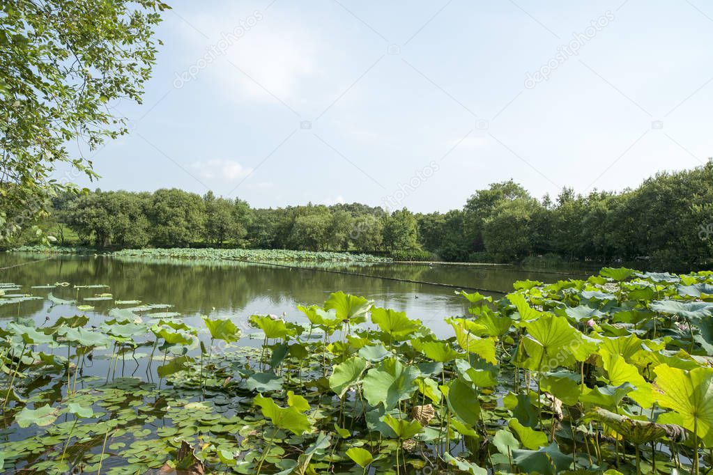 the beautiful wetland landscape,Green plates and wetland, the blue sky and white clouds.