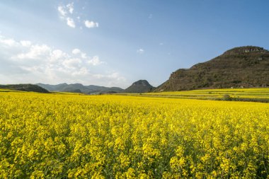 güneş altında tecavüz polen alanı.