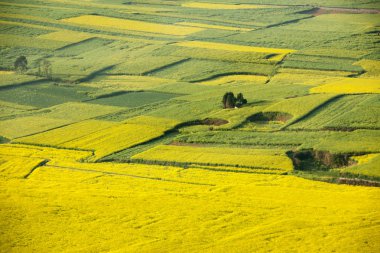 güneş altında güzel tecavüz polen alanı.