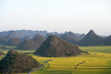 güneş altında güzel tecavüz polen alanı.