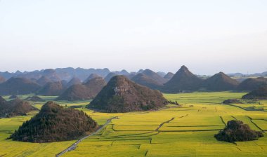 güneş altında güzel tecavüz polen alanı.