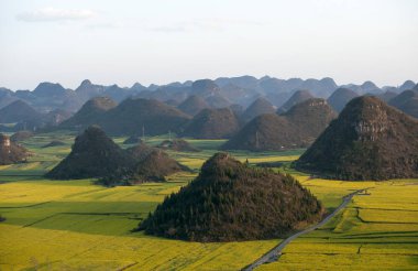 güneş altında güzel tecavüz polen alanı.