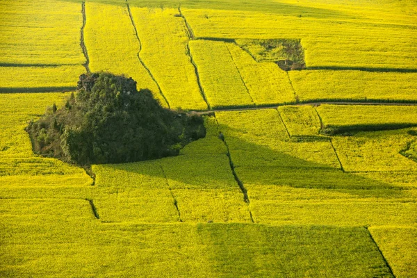 Hermoso Campo Polen Violación Bajo Sol — Foto de Stock