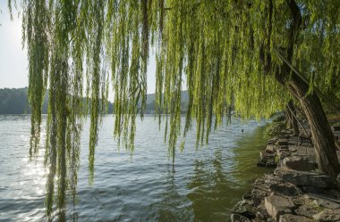 gün batımında göl suyu, söğüt catkins ve bulutlu gökyüzü ile renkli dramatik manzara.
