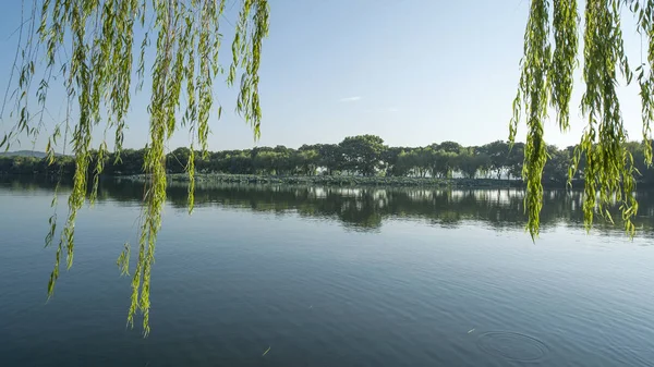 gün batımında göl suyu, söğüt catkins ve bulutlu gökyüzü ile renkli dramatik manzara.