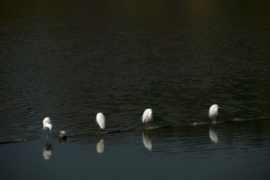 bazı su kuşları parkta adada durmak.