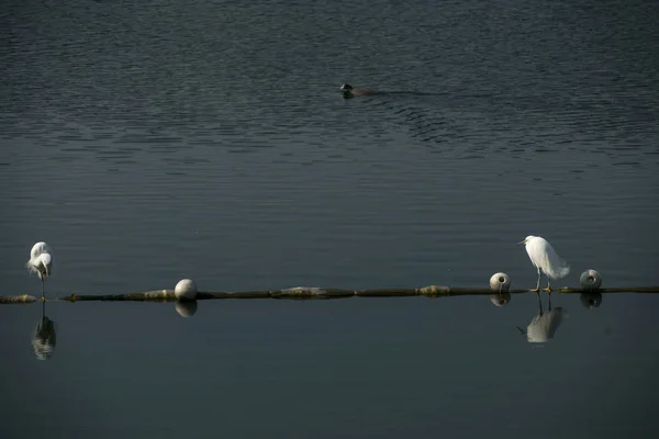 Sommige Watervogels Wonen Het Eiland Park — Stockfoto