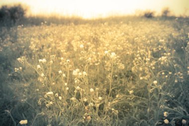 doğa görüntü altın sabah ışık ile kır çiçekleri bir çayırda hassas beyaz çiçekli