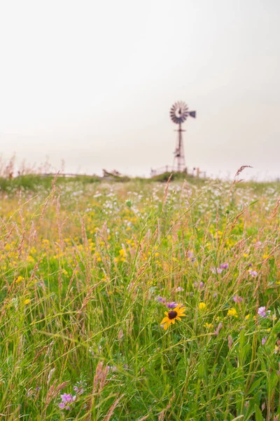 Immagine Del Paesaggio Delle Risorse Ambientali Con Campo Fiori Campo — Foto Stock