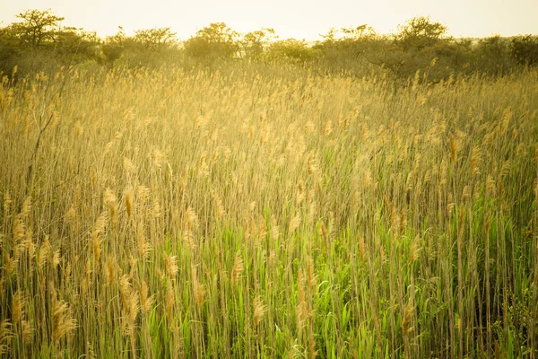 Природне Зображення Високої Трави Вздовж Прибережної Зони — стокове фото
