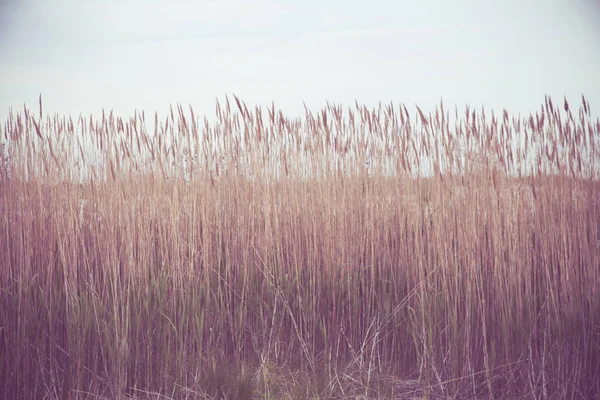 Natur Bild Högt Gräs Längs Kustområdet — Stockfoto