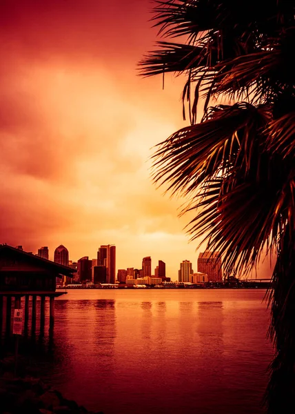 Beautiful Sunset San Diego Skyline Bay Palm Trees — Stock Photo, Image