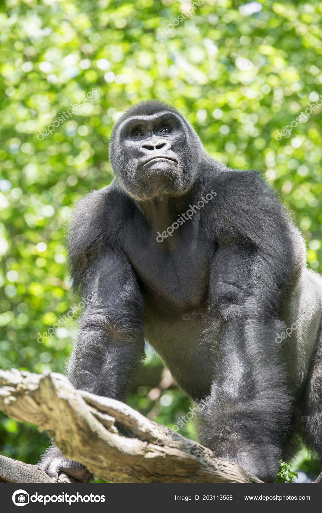 ニシローランド ゴリラ Fotos De Stock Imagenes De ニシローランド ゴリラ Sin Royalties Depositphotos