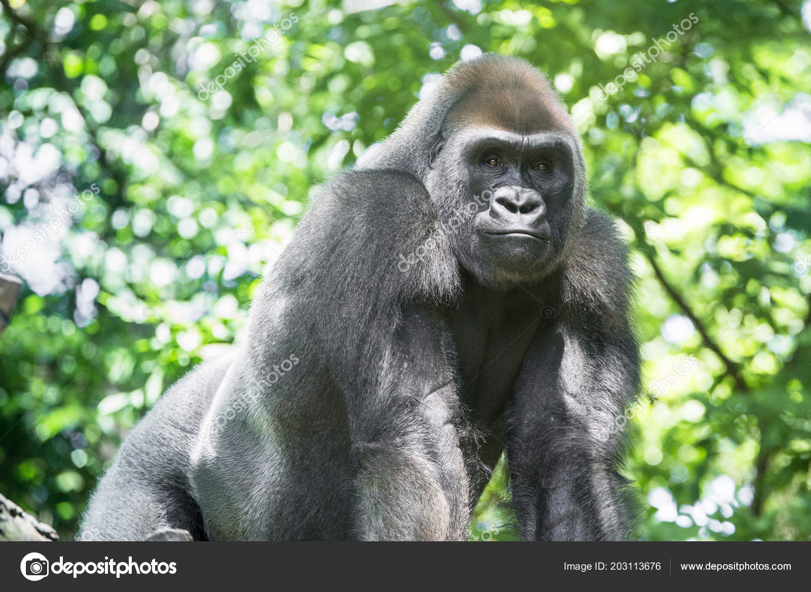ニシローランド ゴリラ Fotos De Stock Imagenes De ニシローランド ゴリラ Sin Royalties Depositphotos