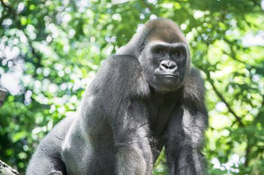 Typical Western Lowland Gorilla among leafy trees.  clipart