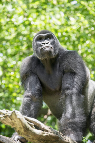 Typical Western Lowland Gorilla among leafy trees. 