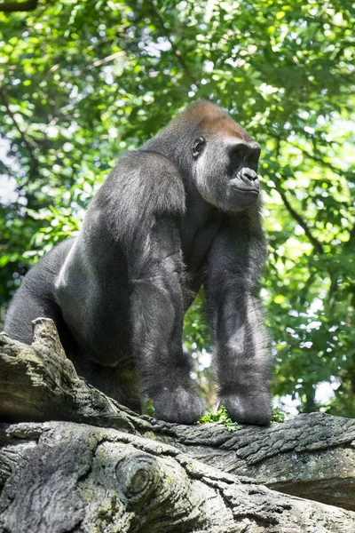 Tipik Western ova goril yapraklı ağaçlar arasında. 