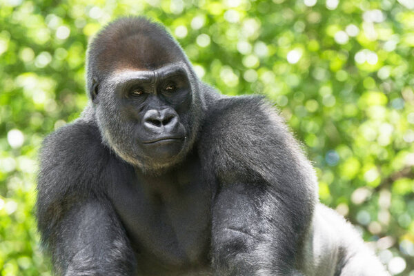 Typical Western Lowland Gorilla among leafy trees. 