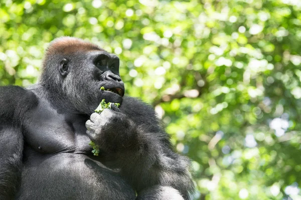Gorille Typique Des Basses Terres Ouest Parmi Les Arbres Feuillus — Photo