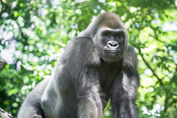 Typical Western Lowland Gorilla among leafy trees. 