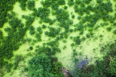 Sulak marsh ile alg ve görünümünü 