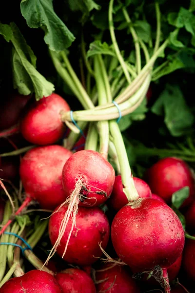 Cultivo Rabanetes Coloridos Cultivados Organicamente Mercado Agricultores — Fotografia de Stock