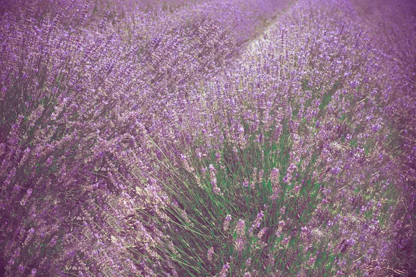 Hermoso Campo Lavanda Long Island Nueva York — Foto de Stock