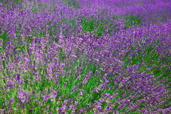 Lindo Campo Lavanda Long Island New York — Fotografia de Stock