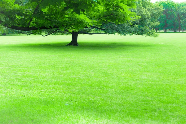 緑豊かな夏の木と緑の芝生の美しい緑 — ストック写真