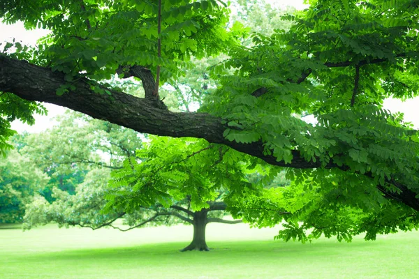 緑豊かな夏の木と緑の芝生の美しい緑 — ストック写真