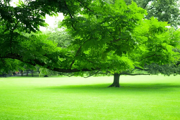 郁郁葱葱的夏日树木和青草的美丽绿叶 — 图库照片