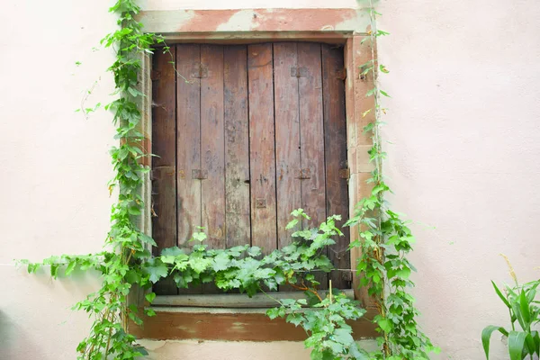 Fenêtre Barricadée Avec Lierre Vert Rampant Sur Vieux Bâtiment Européen — Photo