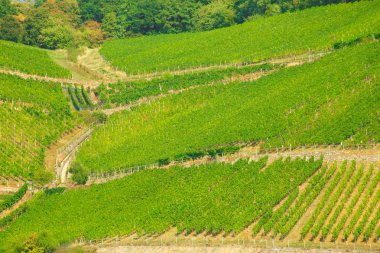 Almanya'da Ren Nehri boyunca güzel katmanlı üzüm bağları