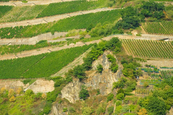 Krásné Volánové Vinicemi Podél Řeky Rýn Německu — Stock fotografie