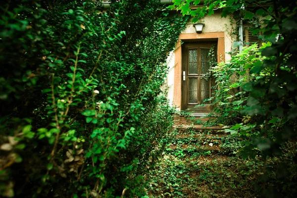 Opuszczony Dom Zarośnięte Ścieżki Prowadzące Drzwi — Zdjęcie stockowe