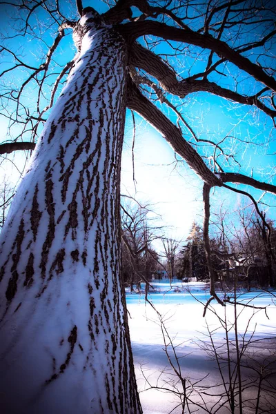 Belles Branches Nues Arbre Hiver Jour Neigeux — Photo