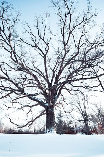 Hermosas Ramas Desnudas Árbol Invierno Día Nevado —  Fotos de Stock