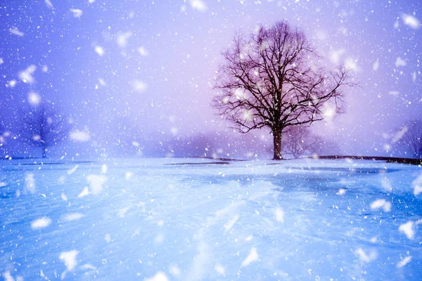 Drzewa Śnieżysty Wieczór Płatki Śniegu Spadające Podczas Zimowych Blizzard — Zdjęcie stockowe