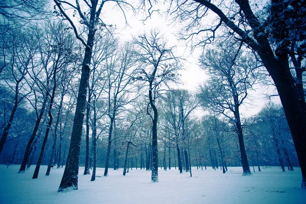 Arbres Nus Hiver Avec Neige — Photo